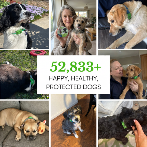 12 Months Flea - Tick Free