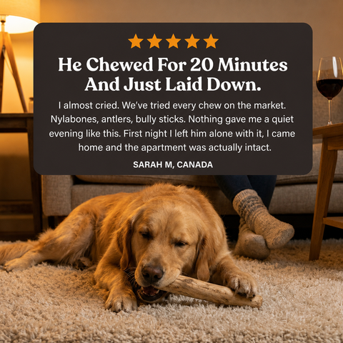 Coffee Wood Chew
