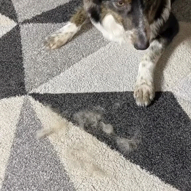 Glove-Remove All Pet Hair in One Swipe