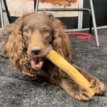Coffee Wood Chew