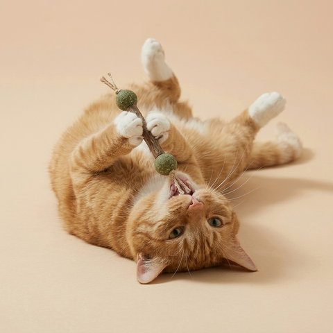 Organic Dental Chew